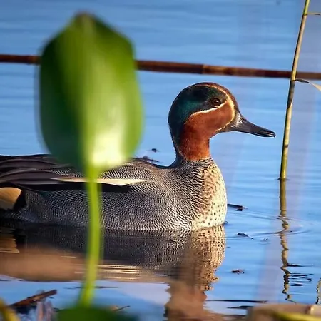 Casa Da Mareria * Gafanha da Boa Hora